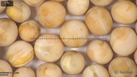 column seed