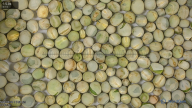 seed
