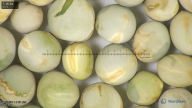column seed