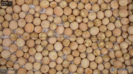 seed