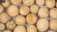 column seed