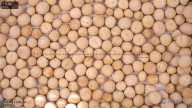 column seed