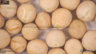 column seed