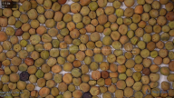 seed