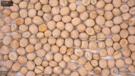 seed