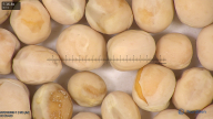 column seed