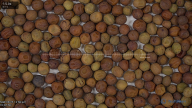 seed