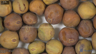 column seed