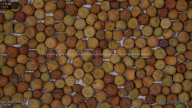seed