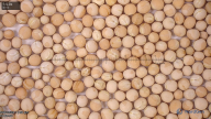seed