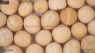 column seed