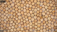 seed