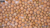 seed