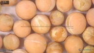 column seed