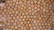 column seed