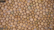 column seed