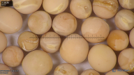 column seed