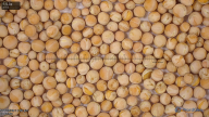 seed