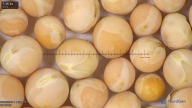 column seed