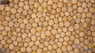 seed