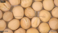 column seed