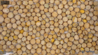 seed