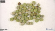 seed