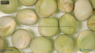column seed