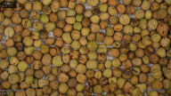 seed