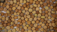 seed