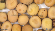 column seed