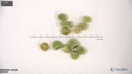 seed