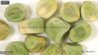 column seed