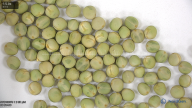 seed