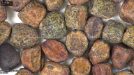 column seed