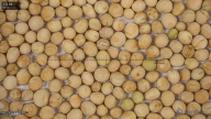 seed