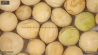 column seed