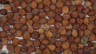 seed