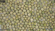 seed