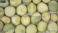 column seed
