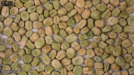 seed