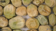 column seed