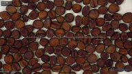 seed