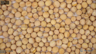 seed