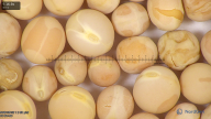 column seed