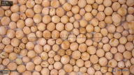 column seed