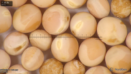 column seed
