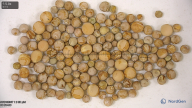 seed