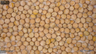 seed