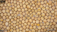 seed